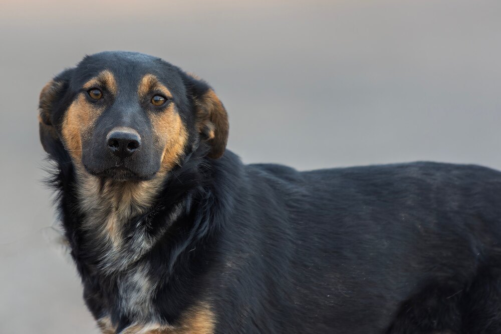 Bubbles, an adoptable German Shepherd Dog in Page, AZ, 86040 | Photo Image 1
