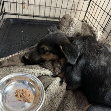 Bubbles, an adoptable German Shepherd Dog in Page, AZ, 86040 | Photo Image 2