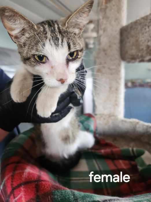 Brielle, an adoptable Tabby in Page, AZ, 86040 | Photo Image 2