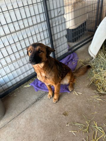 Timmy, an adoptable Shepherd in Page, AZ, 86040 | Photo Image 1