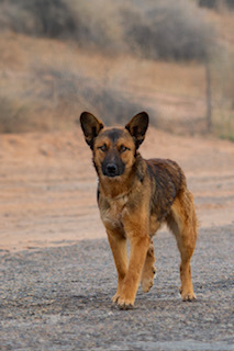 Timmy, an adoptable Shepherd in Page, AZ, 86040 | Photo Image 1