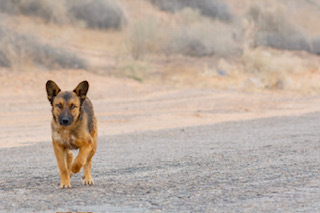 Timmy, an adoptable Shepherd in Page, AZ, 86040 | Photo Image 2