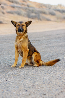 Timmy, an adoptable Shepherd in Page, AZ, 86040 | Photo Image 3