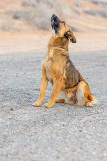 Timmy, an adoptable Shepherd in Page, AZ, 86040 | Photo Image 4