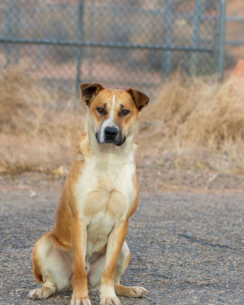 Bama, an adoptable Pit Bull Terrier, Mixed Breed in Page, AZ, 86040 | Photo Image 1