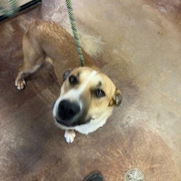 Bama, an adoptable Pit Bull Terrier, Mixed Breed in Page, AZ, 86040 | Photo Image 2