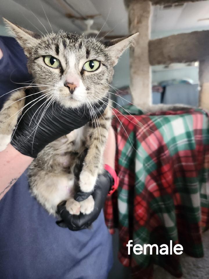 Brair, an adoptable Tabby in Page, AZ, 86040 | Photo Image 2