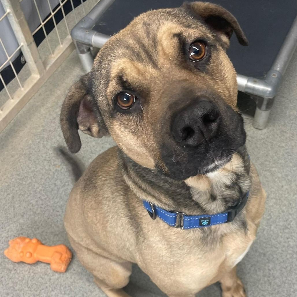 Tony, an adoptable Pug, Shepherd in Kingman, KS, 67068 | Photo Image 1