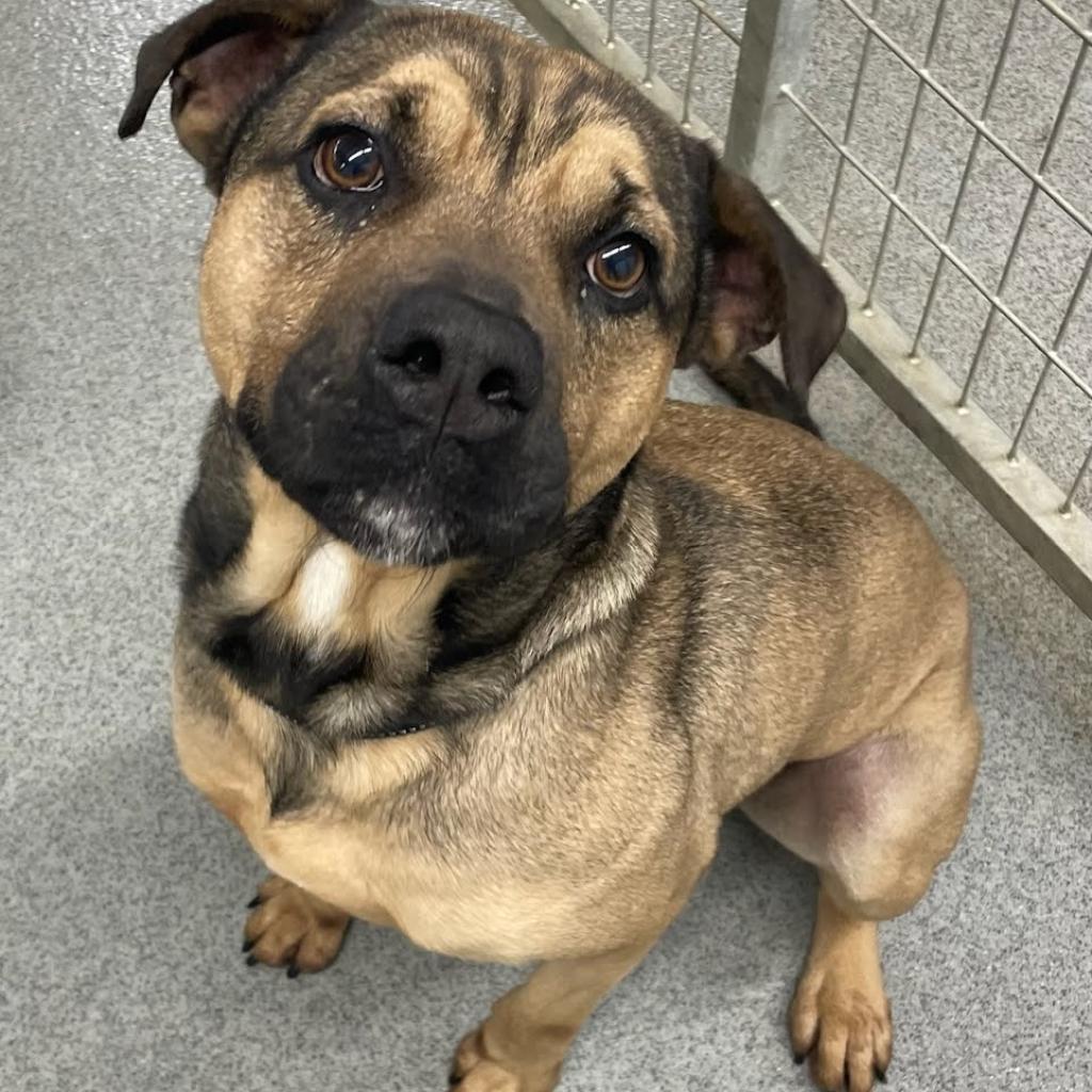 Tony, an adoptable Pug, Shepherd in Kingman, KS, 67068 | Photo Image 2