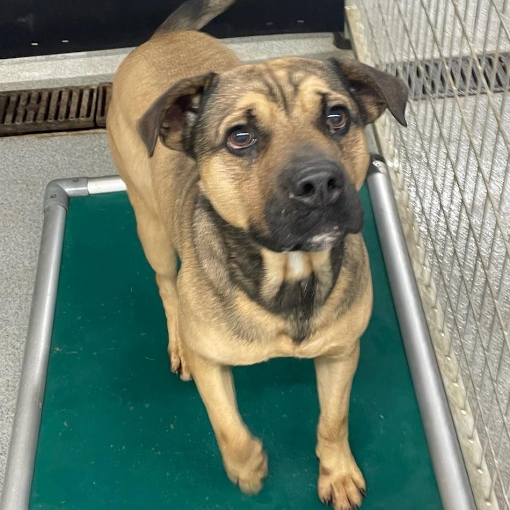 Tony, an adoptable Pug, Shepherd in Kingman, KS, 67068 | Photo Image 3