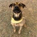 Tony, an adoptable Pug, Shepherd in Kingman, KS, 67068 | Photo Image 4
