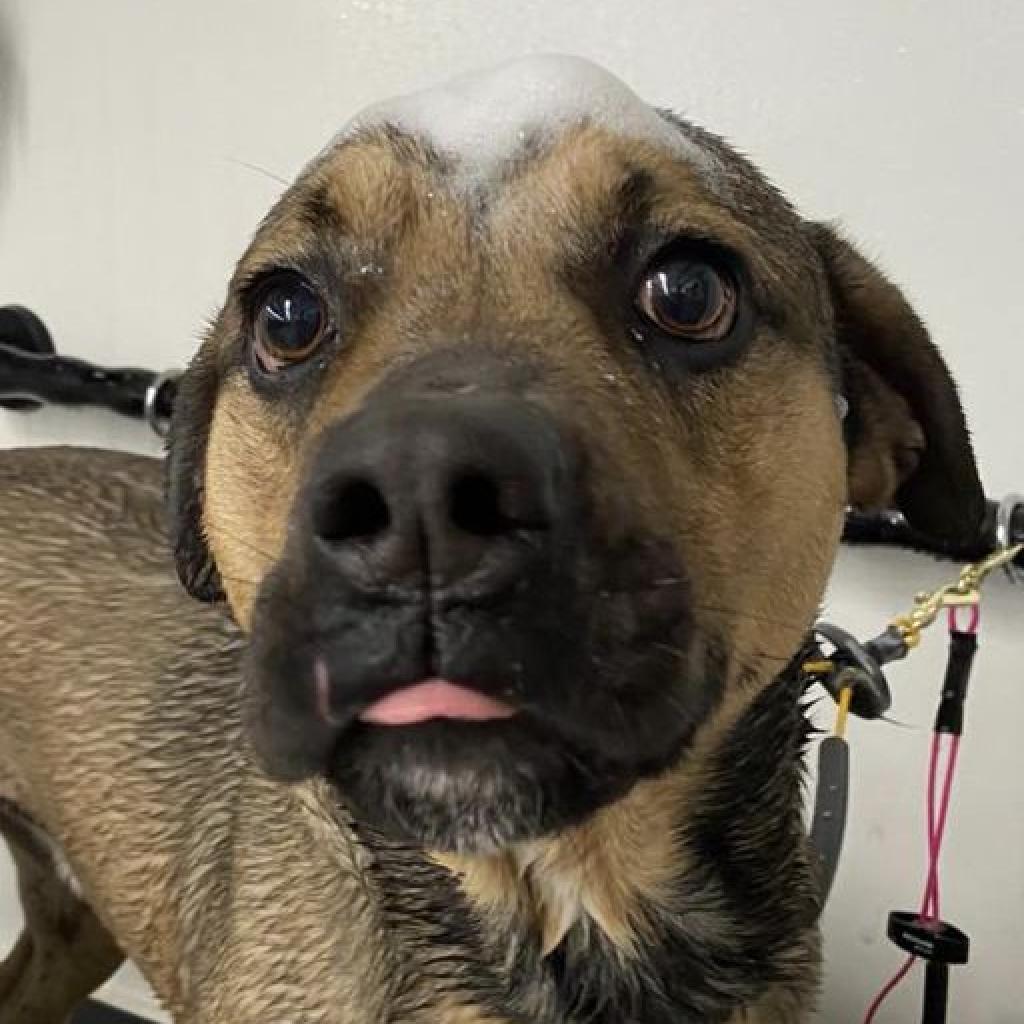 Tony, an adoptable Pug, Shepherd in Kingman, KS, 67068 | Photo Image 5