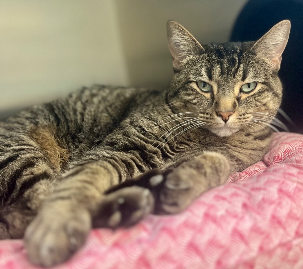 Ladybug, an adoptable Domestic Short Hair in Great Bend, KS, 67530 | Photo Image 1