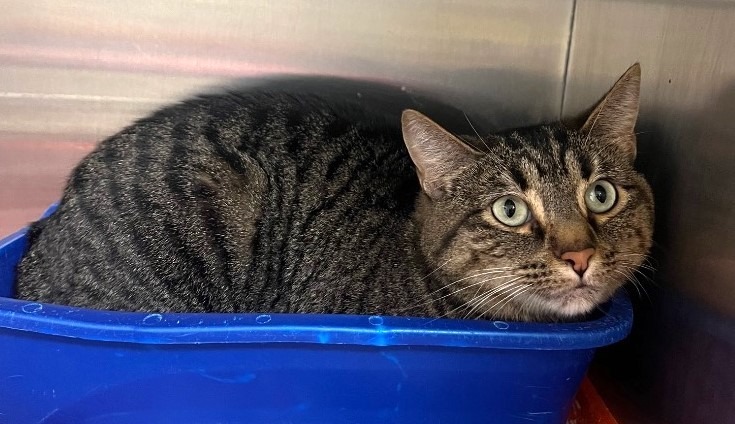 Ladybug, an adoptable Domestic Short Hair in Great Bend, KS, 67530 | Photo Image 2