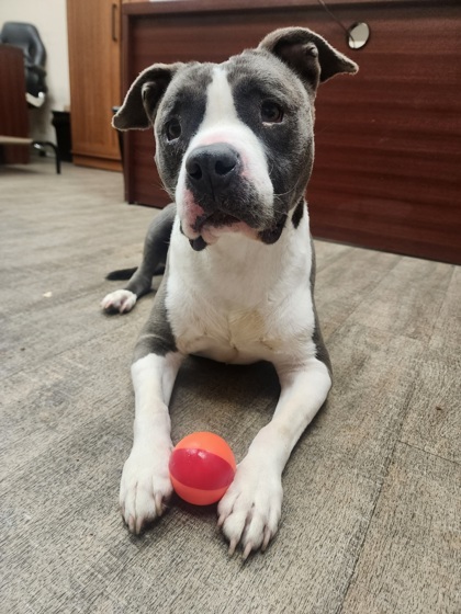 Abbi