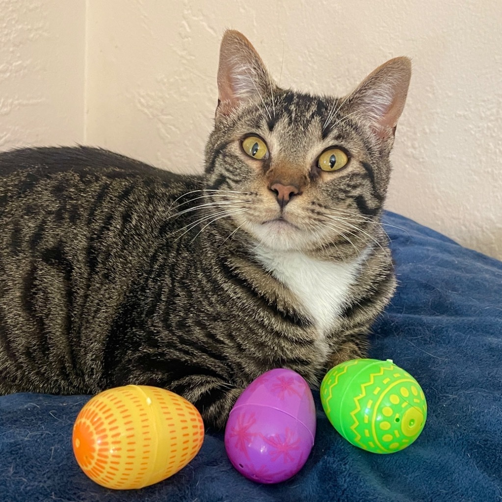 Aspen, an adoptable Domestic Short Hair in Cambria, CA, 93428 | Photo Image 1
