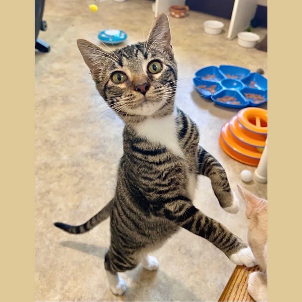 Aspen, an adoptable Domestic Short Hair in Cambria, CA, 93428 | Photo Image 1
