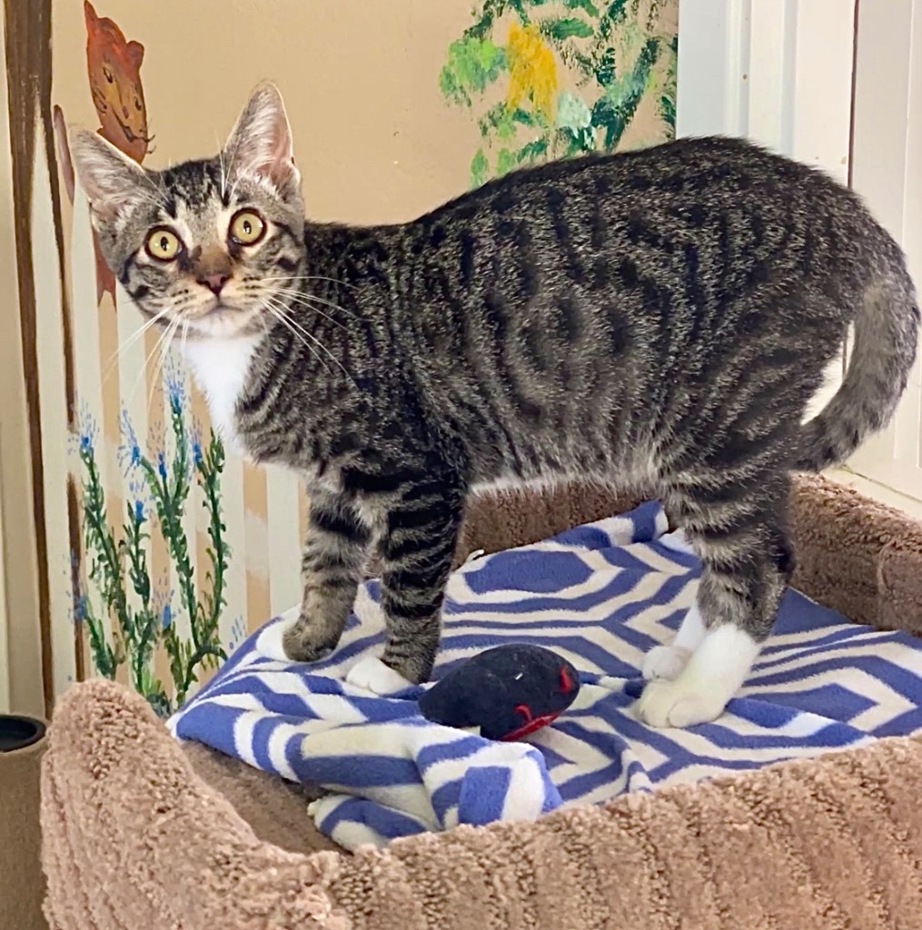 Aspen, an adoptable Domestic Short Hair in Cambria, CA, 93428 | Photo Image 2