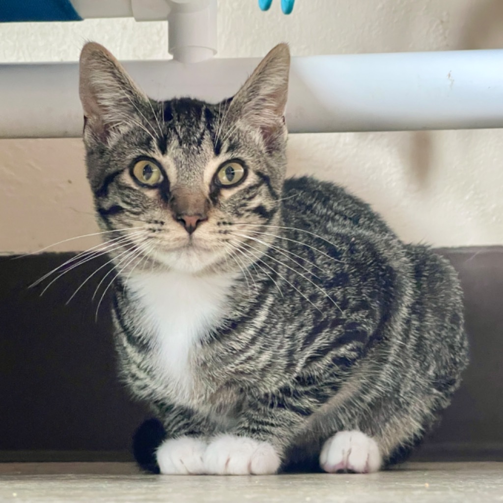 Aspen, an adoptable Domestic Short Hair in Cambria, CA, 93428 | Photo Image 3