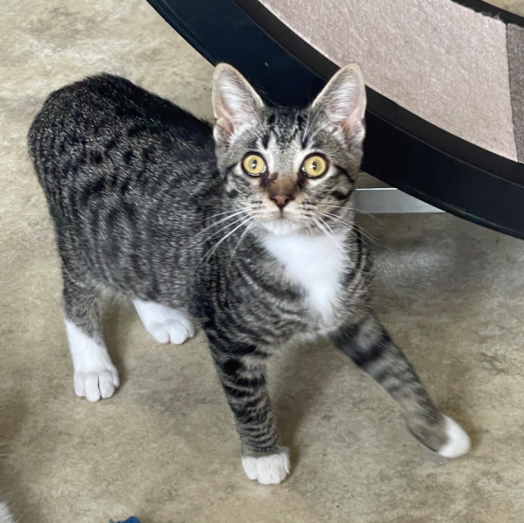 Aspen, an adoptable Domestic Short Hair in Cambria, CA, 93428 | Photo Image 4