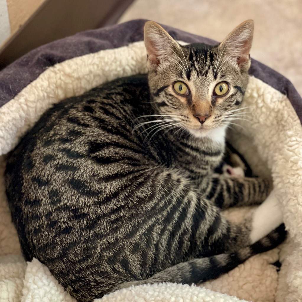 Aspen, an adoptable Domestic Short Hair in Cambria, CA, 93428 | Photo Image 5