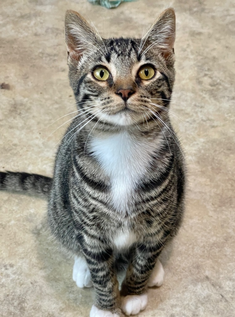 Aspen, an adoptable Domestic Short Hair in Cambria, CA, 93428 | Photo Image 6