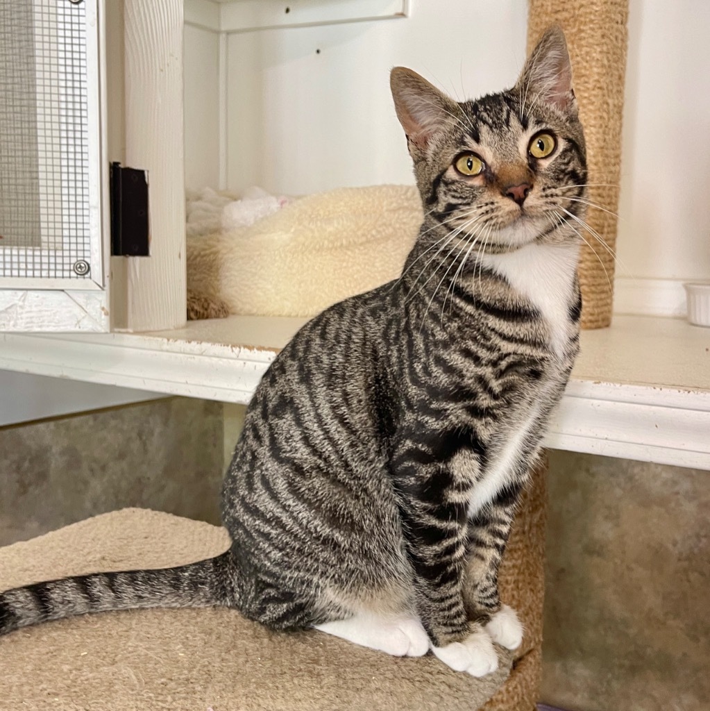 Aspen, an adoptable Domestic Short Hair in Cambria, CA, 93428 | Photo Image 6