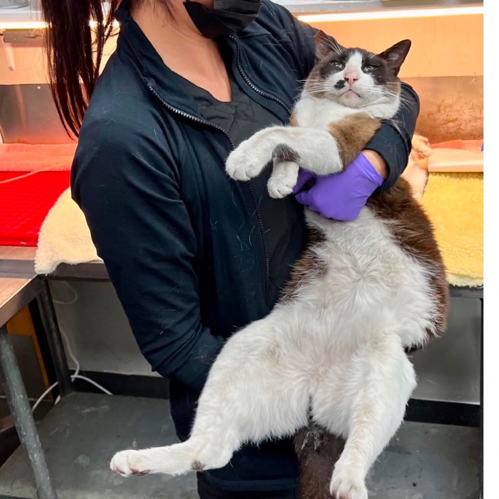 Rowdy, an adoptable Siamese, Snowshoe in Long Beach, CA, 90803 | Photo Image 1