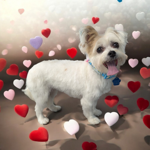 Sophie Mae, an adoptable Morkie in Broken Arrow, OK, 74011 | Photo Image 3