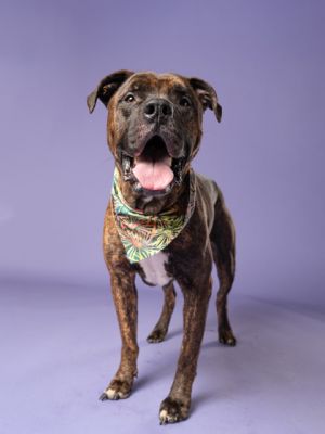 Dior is a handsome 4-year-old brindle boy weighing 59 pounds-though he could benefit from gaining a