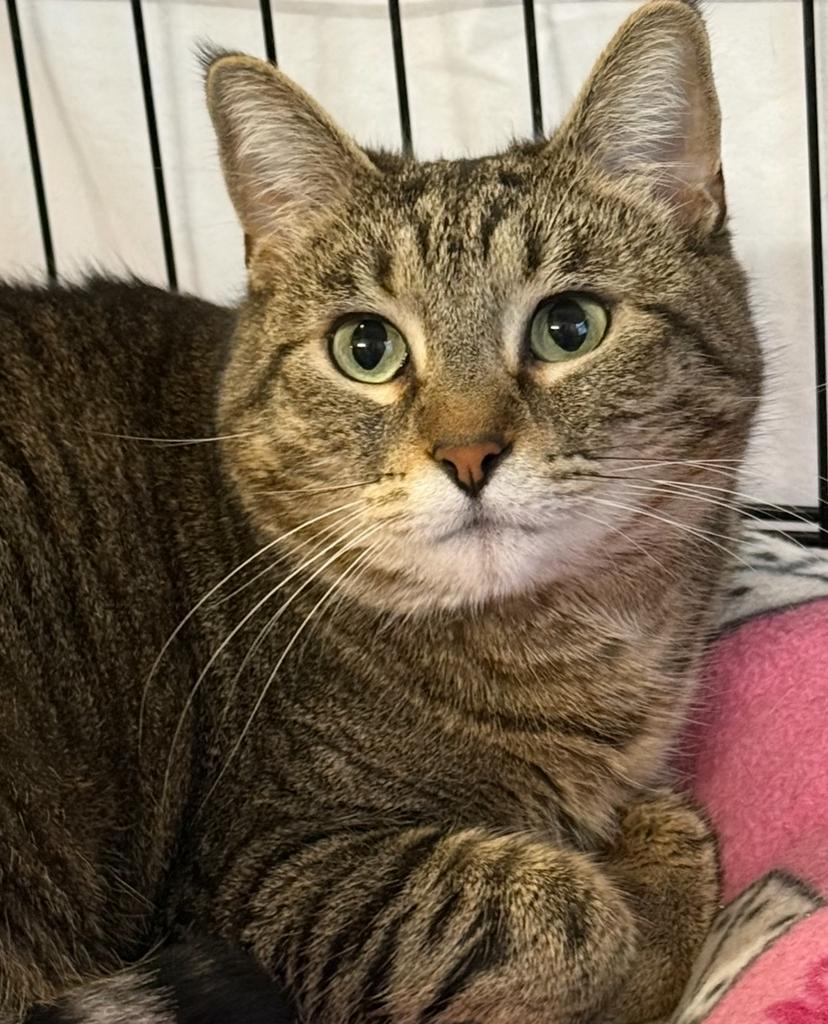 Tig, an adoptable Domestic Short Hair in Ontario, OR, 97914 | Photo Image 1