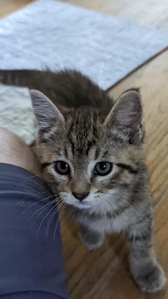 Tig, an adoptable Domestic Short Hair in Ontario, OR, 97914 | Photo Image 2