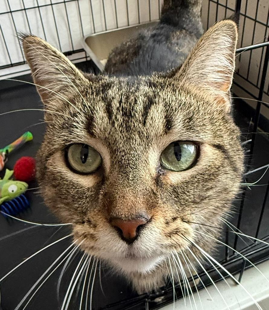 Tig, an adoptable Domestic Short Hair in Ontario, OR, 97914 | Photo Image 3