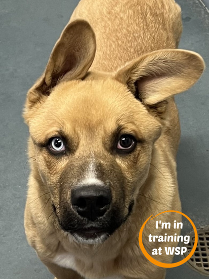 Stubbs, an adoptable Mixed Breed in Walla Walla, WA, 99362 | Photo Image 1