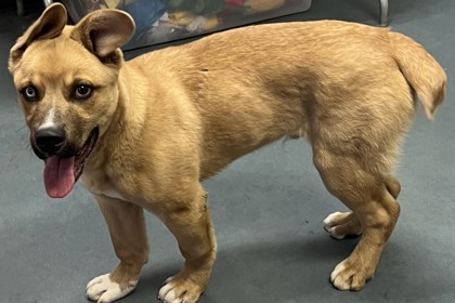 Stubbs, an adoptable Mixed Breed in Walla Walla, WA, 99362 | Photo Image 2