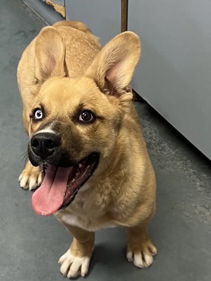 Stubbs, an adoptable Mixed Breed in Walla Walla, WA, 99362 | Photo Image 3