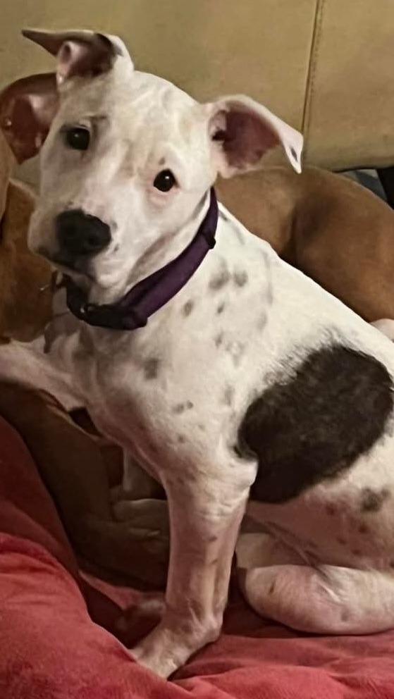 Bessie, an adoptable Pit Bull Terrier in New Bern, NC, 28563 | Photo Image 1