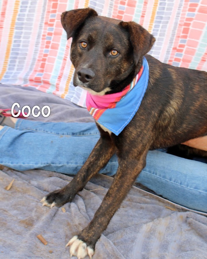 Coco