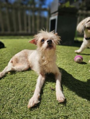 Meet Little Rascal This 8-year-old 10-pound Chihuahua-Terrier mix may only have one eye but she s