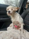Little Rascal photo 2