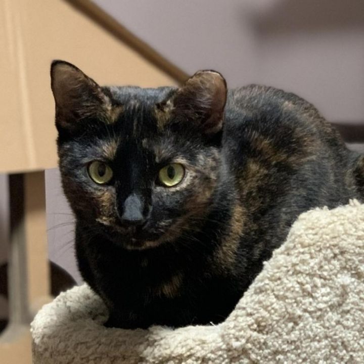 Bessie - aka Momma Kitty 1