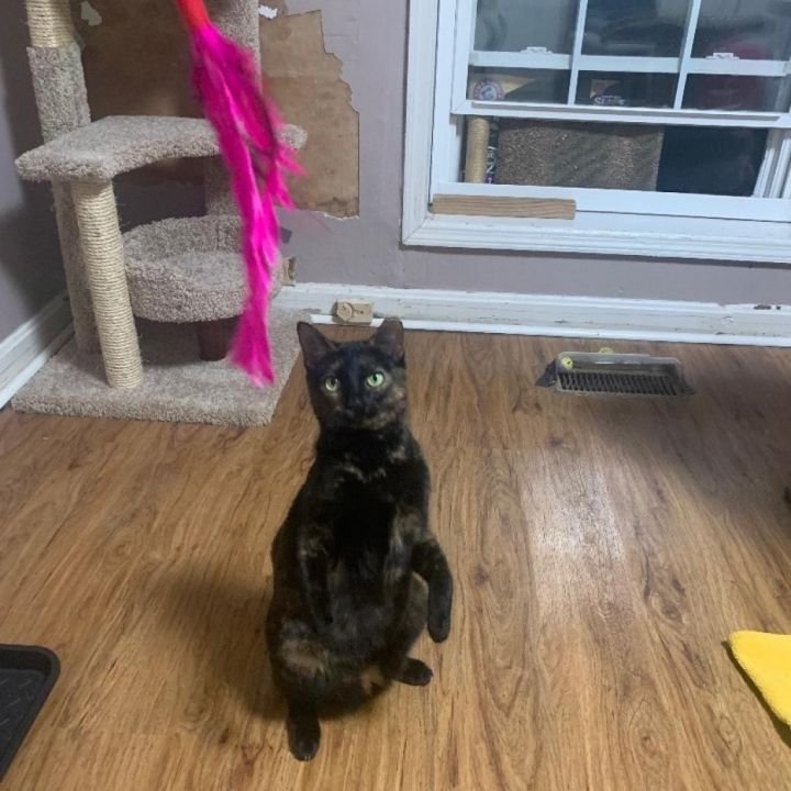 Bessie - aka Momma Kitty 2