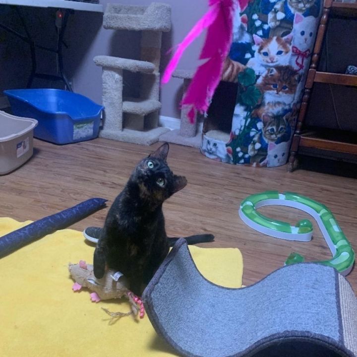 Bessie - aka Momma Kitty 3