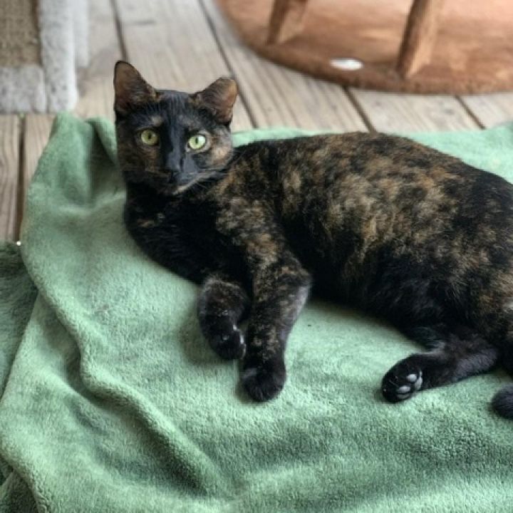 Bessie - aka Momma Kitty 4
