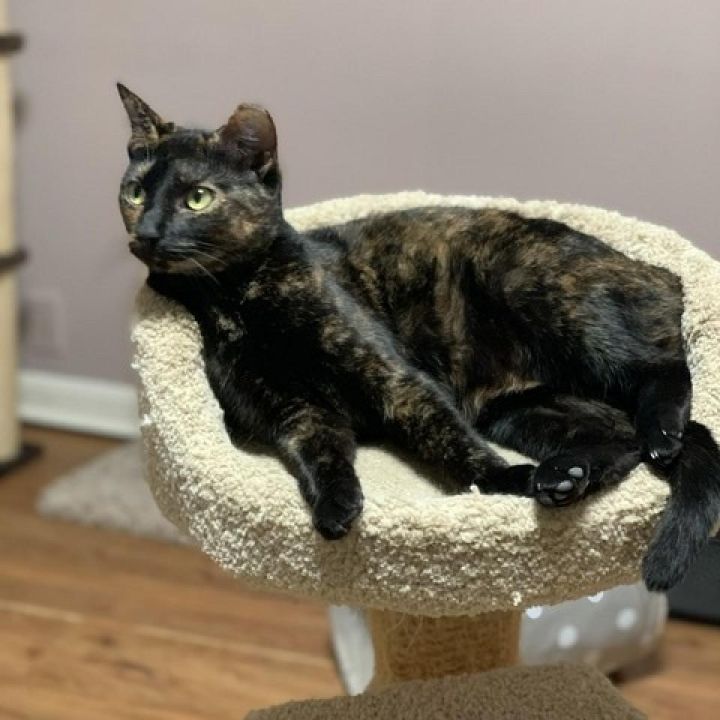 Bessie - aka Momma Kitty 5