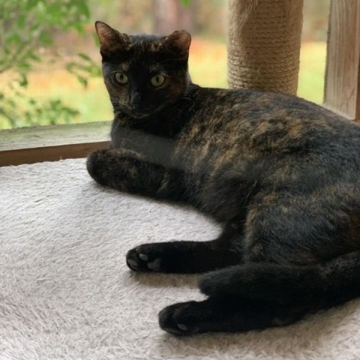 Bessie - aka Momma Kitty 6