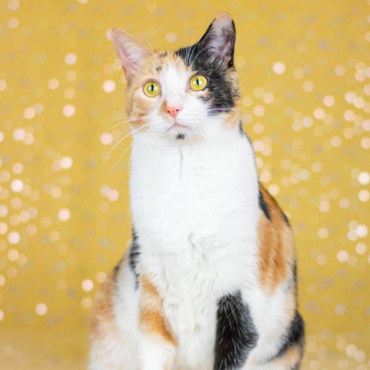 Callie 2
