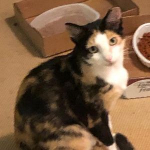 Calista