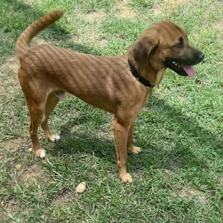 Frankie 4