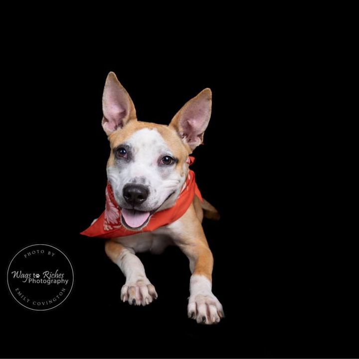 Lola 5